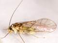 Stenopsocus immaculatus